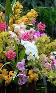 Preview wallpaper orchids, flowers, flower, water, exotic