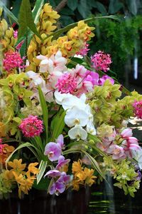 Preview wallpaper orchids, flowers, flower, water, exotic