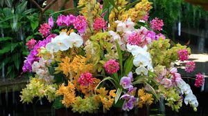 Preview wallpaper orchids, flowers, flower, water, exotic