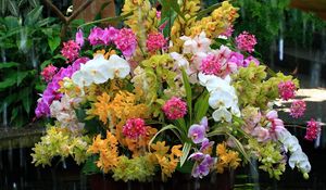 Preview wallpaper orchids, flowers, flower, water, exotic