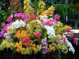 Preview wallpaper orchids, flowers, flower, water, exotic