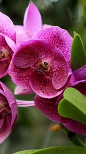 Preview wallpaper orchids, flowers, flowerbed, green, close-up