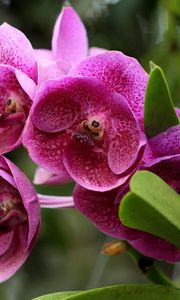 Preview wallpaper orchids, flowers, flowerbed, green, close-up