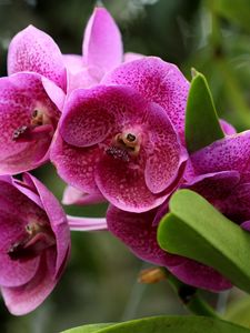 Preview wallpaper orchids, flowers, flowerbed, green, close-up