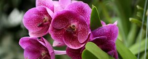 Preview wallpaper orchids, flowers, flowerbed, green, close-up