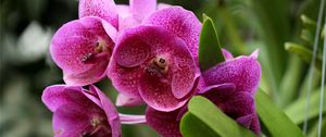 Preview wallpaper orchids, flowers, flowerbed, green, close-up