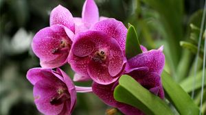Preview wallpaper orchids, flowers, flowerbed, green, close-up