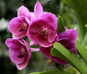 Preview wallpaper orchids, flowers, flowerbed, green, close-up