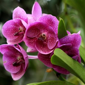 Preview wallpaper orchids, flowers, flowerbed, green, close-up