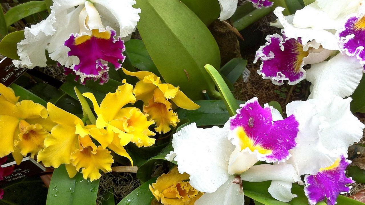 Wallpaper orchids, flowers, herbs, flowerbed, different, drop, freshness, close-up