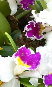 Preview wallpaper orchids, flowers, herbs, flowerbed, different, drop, freshness, close-up