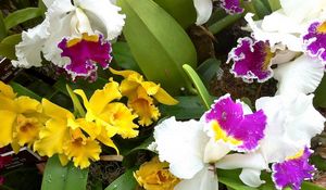 Preview wallpaper orchids, flowers, herbs, flowerbed, different, drop, freshness, close-up