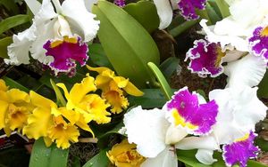 Preview wallpaper orchids, flowers, herbs, flowerbed, different, drop, freshness, close-up