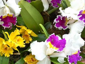 Preview wallpaper orchids, flowers, herbs, flowerbed, different, drop, freshness, close-up