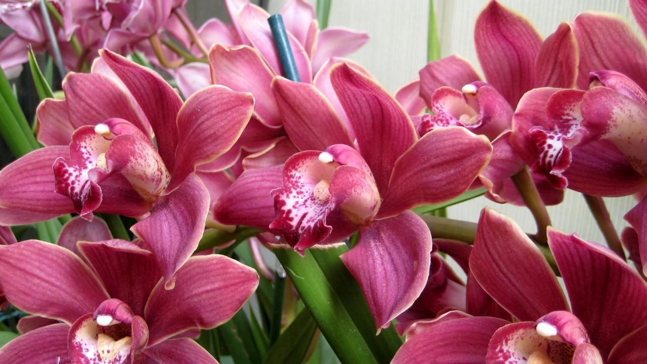 Wallpaper orchids, flowers, herbs, beauty