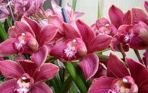 Preview wallpaper orchids, flowers, herbs, beauty