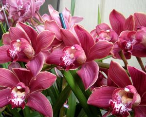 Preview wallpaper orchids, flowers, herbs, beauty