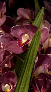 Preview wallpaper orchids, flowers, lots, leaves, close-up