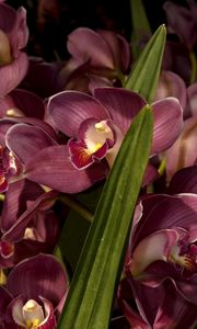 Preview wallpaper orchids, flowers, lots, leaves, close-up