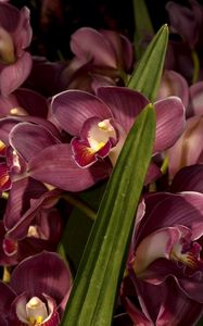 Preview wallpaper orchids, flowers, lots, leaves, close-up