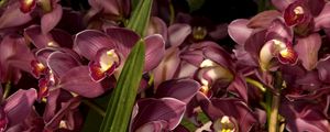 Preview wallpaper orchids, flowers, lots, leaves, close-up