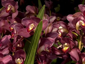 Preview wallpaper orchids, flowers, lots, leaves, close-up