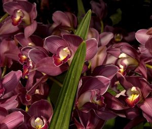 Preview wallpaper orchids, flowers, lots, leaves, close-up