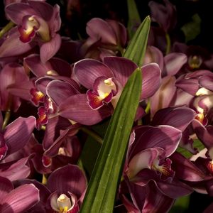 Preview wallpaper orchids, flowers, lots, leaves, close-up