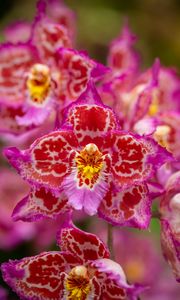 Preview wallpaper orchids, flowers, petals, pink