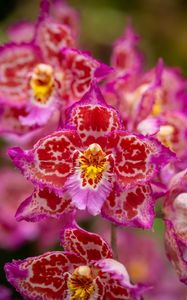 Preview wallpaper orchids, flowers, petals, pink