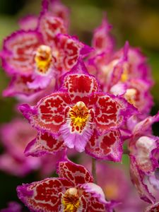 Preview wallpaper orchids, flowers, petals, pink