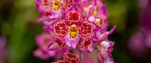 Preview wallpaper orchids, flowers, petals, pink