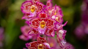 Preview wallpaper orchids, flowers, petals, pink