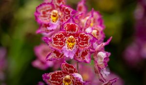 Preview wallpaper orchids, flowers, petals, pink