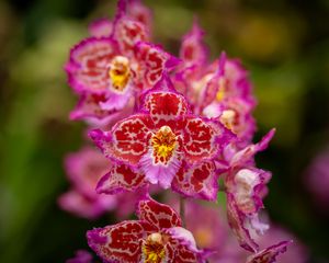Preview wallpaper orchids, flowers, petals, pink