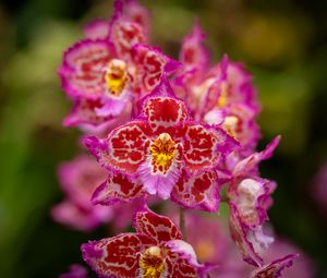 Preview wallpaper orchids, flowers, petals, pink
