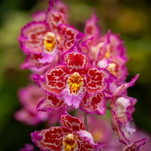 Preview wallpaper orchids, flowers, petals, pink