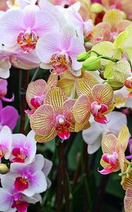 Preview wallpaper orchids, flowers, petals, stains