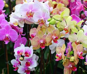 Preview wallpaper orchids, flowers, petals, stains