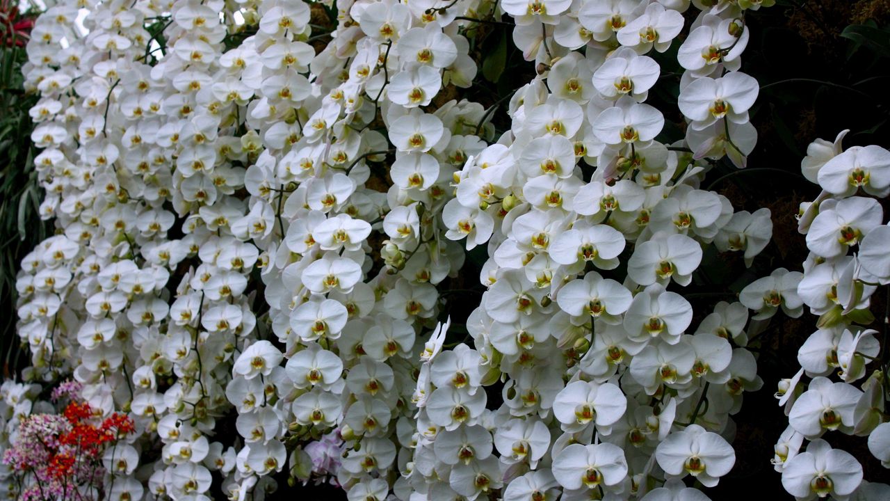 Wallpaper orchids, flowers, snow-white, wall, greenhouse