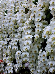 Preview wallpaper orchids, flowers, snow-white, wall, greenhouse