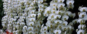 Preview wallpaper orchids, flowers, snow-white, wall, greenhouse