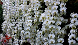 Preview wallpaper orchids, flowers, snow-white, wall, greenhouse