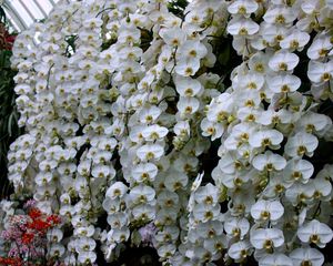 Preview wallpaper orchids, flowers, snow-white, wall, greenhouse