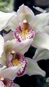 Preview wallpaper orchids, flowers, spotted, exotic