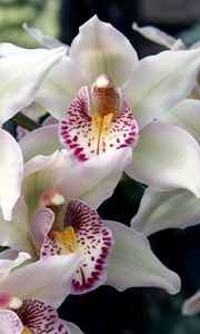 Preview wallpaper orchids, flowers, spotted, exotic