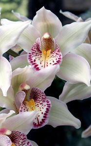 Preview wallpaper orchids, flowers, spotted, exotic