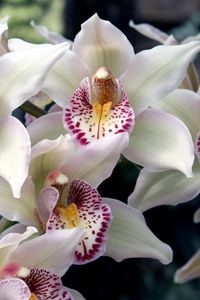 Preview wallpaper orchids, flowers, spotted, exotic