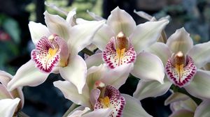 Preview wallpaper orchids, flowers, spotted, exotic