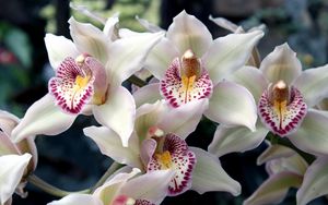 Preview wallpaper orchids, flowers, spotted, exotic